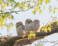 3owls-cropped