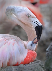 Flamingo and Baby-to print