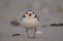 piping plover from Chincoteague